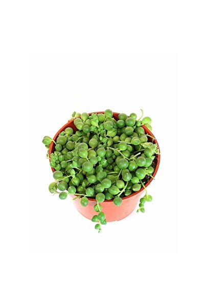 FİDEİSTE Senecio Rowleyanus Bezelye Kolyesi Çiçeği, Tesbih Çiçeği, 5,5 Cm Saksıda