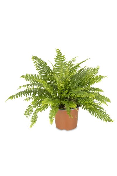 FİDEİSTE Saksıda Aşk Merdiveni Çiçeği Nephrolepis Exaltata