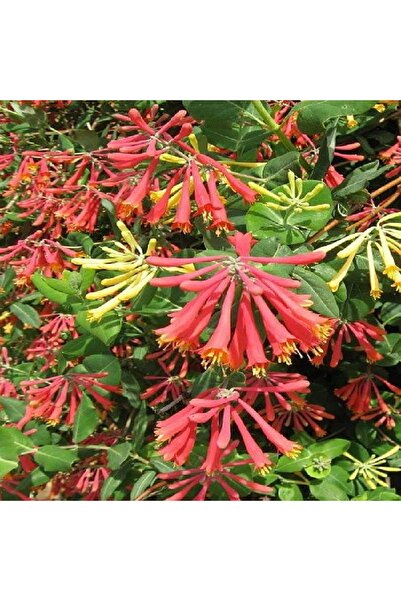 fidanistanbul Kırmızı Çiçekli Hanımeli Lonicera sempervirens Honey Coral 120 ...
