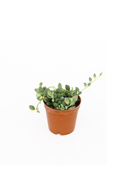 FİDEİSTE Senecio Rowleyanus Bezelye Kolyesi Çiçeği, Tesbih Çiçeği, 5,5 Cm Saksıda