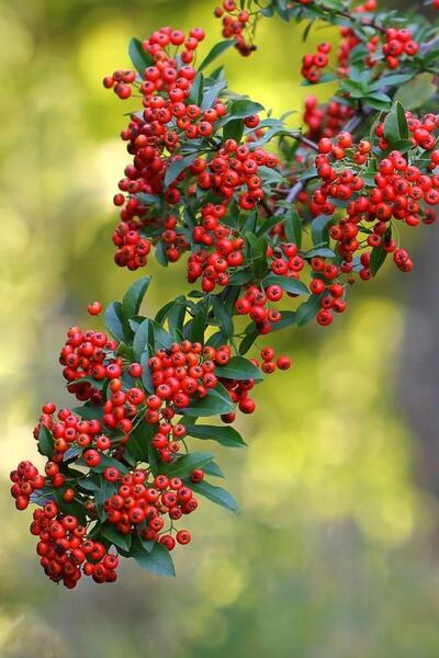 Renk Sepeti Saksılı Kırmızı Bodur Ateş Dikeni - Pyracantha Coccinea Nana