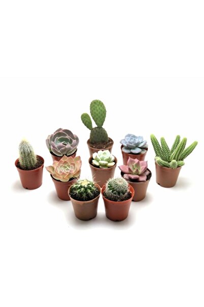 ebotanik 10 Ayrı Tür Kaktüs Sukulent Seti