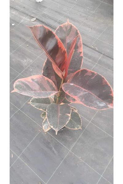 Fintarla Kırmızı Alacalı Kauçuk - Red Ficus Elastica Dekoratif Salon Bitkisi