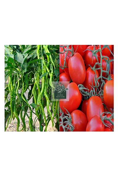 ALİNA BOTANİK Domates Fidesi Ve Biber Fidesi Mixed Paket 5 Domates 5 Biber To...