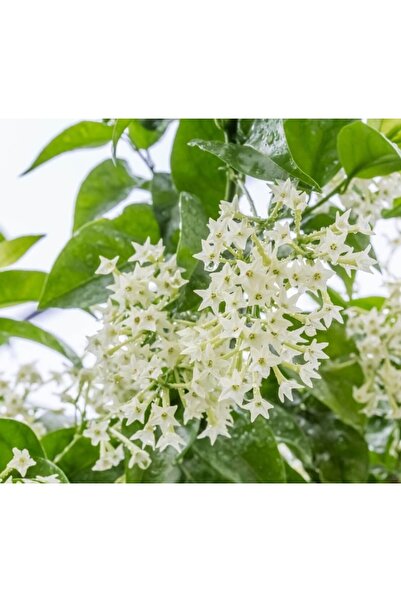 FİDEİSTE Tüplü Melisa Parfüm Çiçeği, Gece Melisası Cestrum Nocturnum