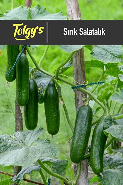 Tolgys Sırık Salatalık, Erkenci Yediveren Hıyar Tohumu / 50 Adet Salatalık To...