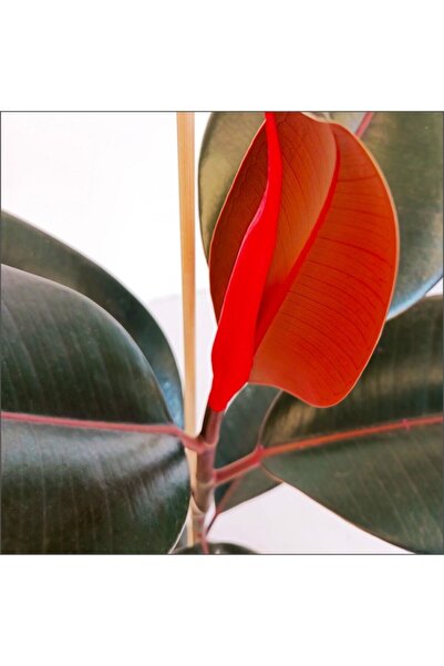 Fintarla Kırmızı Alacalı Kauçuk - Red Ficus Elastica Dekoratif Salon Bitkisi