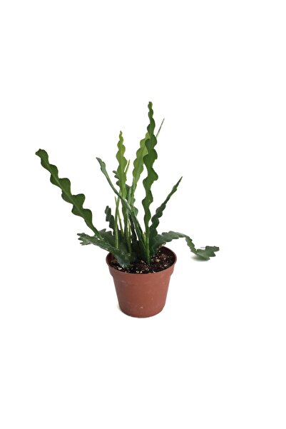 Betonish Epiphyllum Anguliger (Atlas Çiçeği)