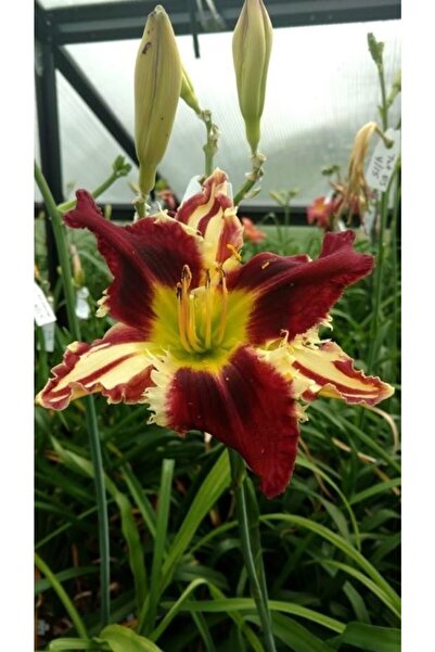 FMT TOHUMCULUK Nadir Fırfırlı Zambak Çiçeği Soğanı KÖK RİZOM