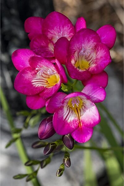 FMT TOHUMCULUK Frezya Çiçeği Soğanı