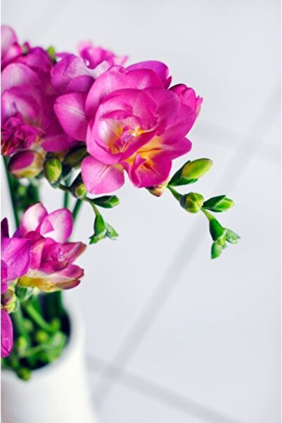 FMT TOHUMCULUK Yalınkat Pink Frezya Çiçeği Soğanı 5 Adet