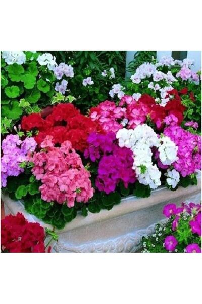 Bilgarden Karışık Renkli Sardunya Canan Çiçeği Fidesi (10 Adet)