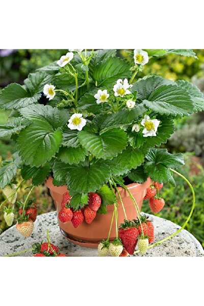 Genel Markalar 40 Adet Albion Çilek Fidesi Taze Söküm Ve Frigo Açık Kök Garan...