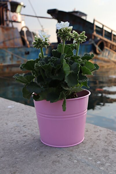 FMY Büyük Boy Pembe Saksı