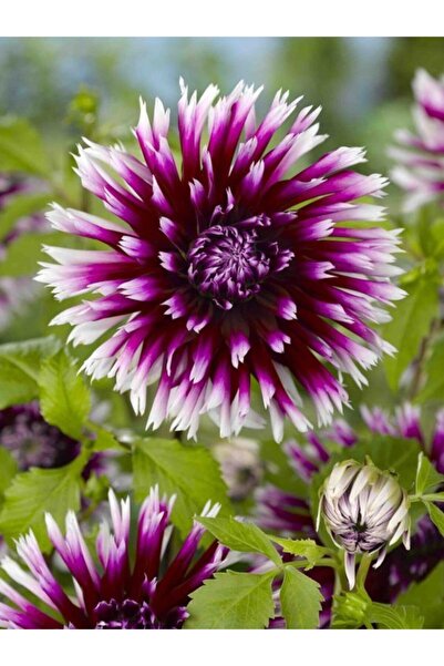 FMT TOHUMCULUK 2 Adet Mor-beyaz Kırçıl Yıldız Çiçeği Soğanı (dahlia)