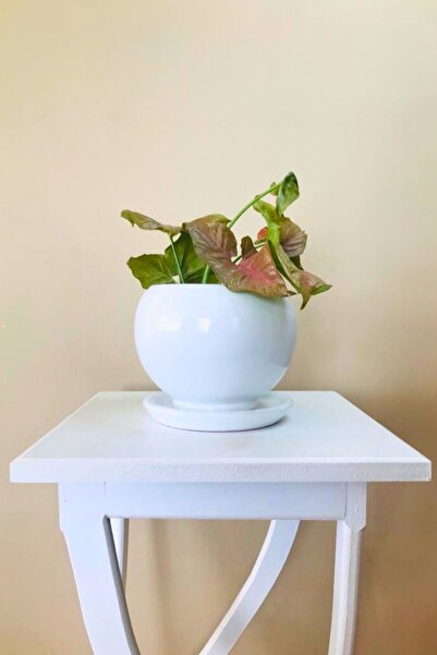 BOYBEYİS BOTANİK Beyaz Renkli, Tabaklı, Yuvarlak 13x21x15cm Boyutlarında Sera...