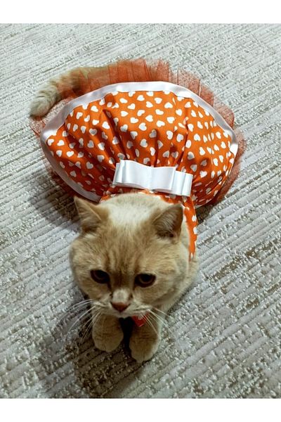 Gobo White Heart Patterned Bow Orange Cat Dog Outfit Dress