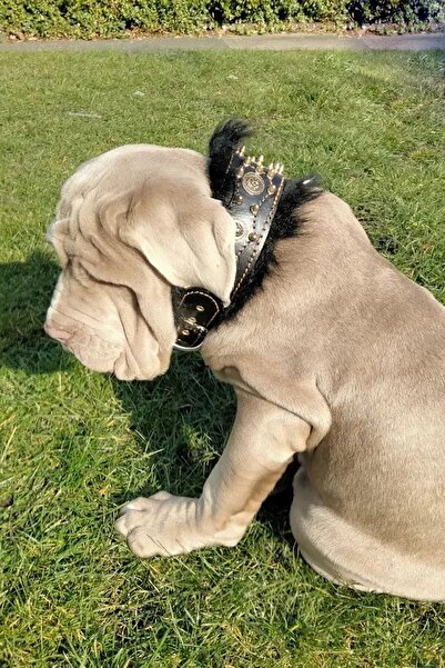 MgTasma El Işçiliği, Özel Tasarım, Hakiki Deri, Isimli Şampiyon Köpek Tasması, Boyun Tasması