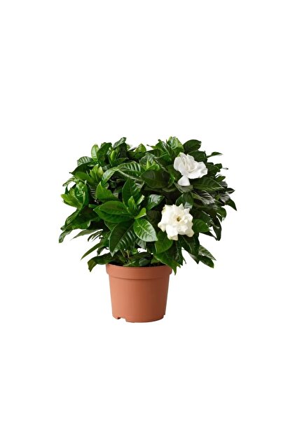 FİDEİSTE Saksıda Kokulu Gardenya Çiçeği Gardenia Jasminoides