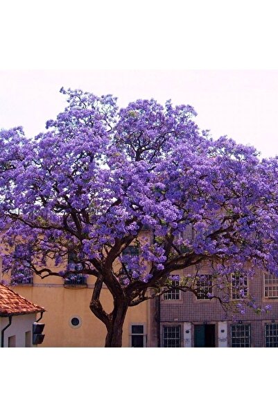 DH STORE Mor Japon Gülü Ağacı Fidanı (tüplü 40-80 Cm Mor Renk Ithal)