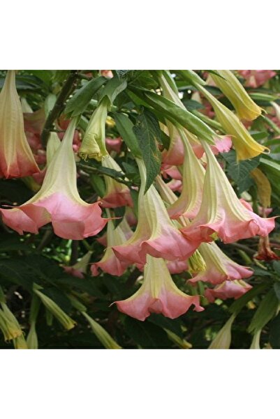 fidanistanbul Melek Borusu 80-100 Cm Saksıda