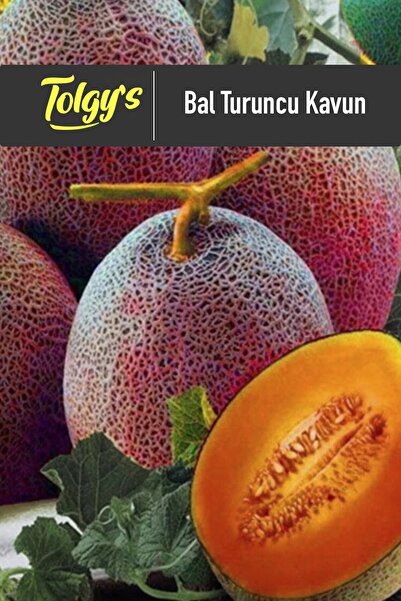 Tolgys Bal Turuncu Kavun Tohumu / 20+ Adet Tohum