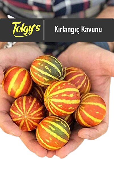 Tolgys Kırlangıç, Kokulu Süs Kavunu Tohumu / 20+ Adet Şamama Tohumu