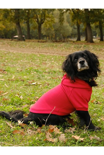 Peti Tailor Köpek Sweatshirt Kapşonlu Kırmızı Renk Üç İplik Küçük Ve Orta Irk...