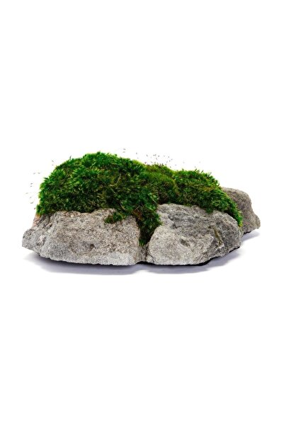 Doğal Kaya Yosunu 15x15