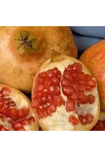 Genel Markalar Tüplü Fidan Deve Dişi Nar Fidanı