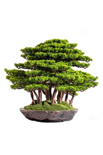 Omnia Concept Callisto Bonsai Garden - Iç Ve Dış Mekan Kullanımına Uygun Premium Kalitede Yapay Ağaç 70x90 Cm