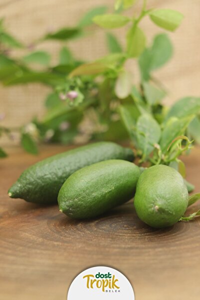 Dost Tropik Belek | Finger Lime Limonu - Yeşil Havyar Limonu (5 Adet 125 - 150 gr)