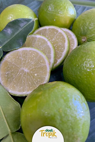 Dost Tropik Belek | Lime Limonu - Tahiti Lime (250 GRAM)