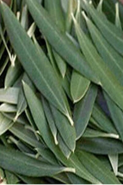 Doğal Zeytin Ağacı Yaprağı - 1.kalite Taptaze 100 Gr