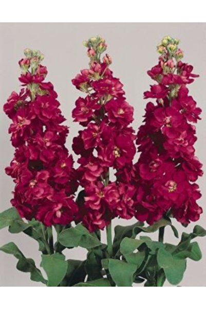 FMT TOHUMCULUK 10 Adet Bordo Renkli Şebboy Çiçek Tohumu