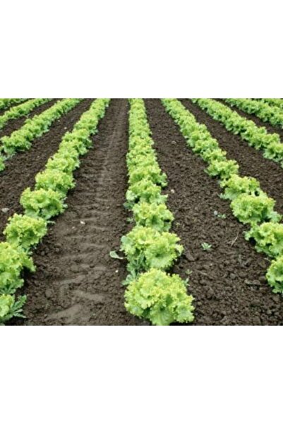 Tohumcumm Yaz Marulu Tohumu %100 Yerli Tohum (50 Ad)