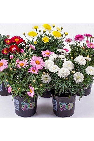 Bitki Dizayn Karışık Renk Çeşme Papatyası Fidesi 5 Adet