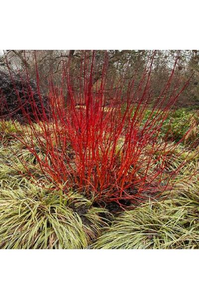 fidanistanbul Kırmızı Süs Kızılcığı Cornus alba Red 80 cm Saksıda