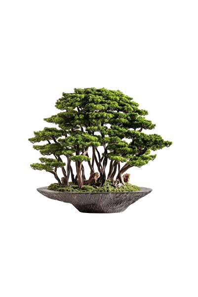 Omnia Concept Kursa Bonsai Garden - Iç Ve Dış Mekan Kullanımına Uygun Premium Kalitede Yapay Ağaç 130x120 Cm