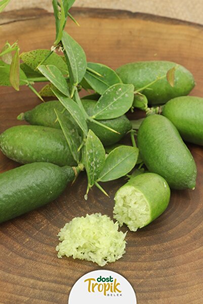 Dost Tropik Belek | Finger Lime Limonu - Yeşil Havyar Limonu (5 Adet 125 - 150 gr)
