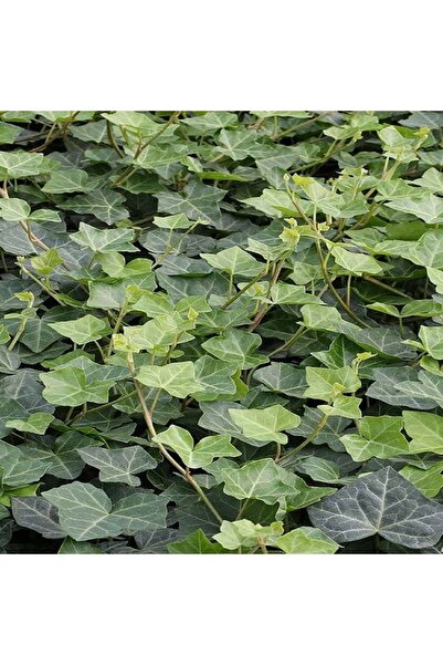 fidanistanbul Orman Sarmaşığı Küçük Yeşil Yapraklı Hedera helix Ralf 80 100 cm