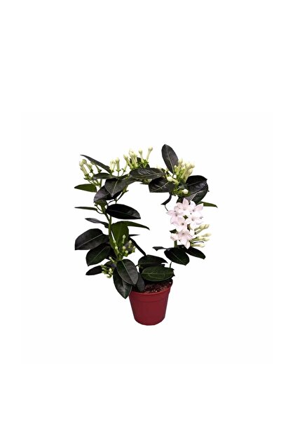 FİDEİSTE Saksıda Kokulu Madagaskar Yasemini Stephanotis Floribunda