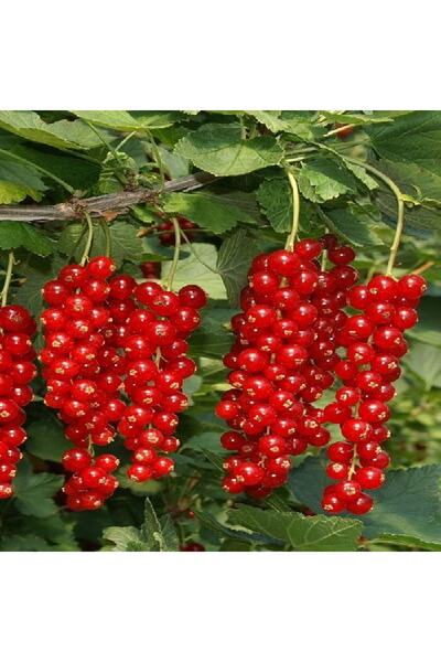 fidanistanbul Frenk Üzümü Kırmızı Saksıda