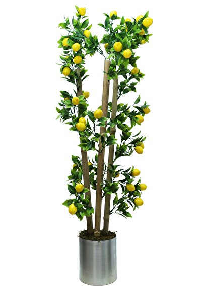 Cihan Çiçekçilik Limon Bambu Saksı 100cm 12x12 Metal Saksı