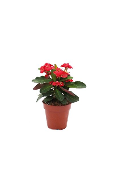 FİDEİSTE Saksıda Euphorbia Milii Dikenler Tacı Çiçeği 10-15 Cm 1 Adet