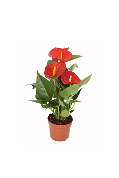 FİDEİSTE Saksıda Antoryum Çiçeği Anthurium Andreanum