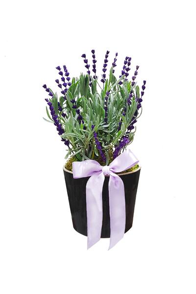 çiçekseli Lavanta Perfect Seramik Saksıda Aromatik Bitki Dekoratif Ev Bitkisi...
