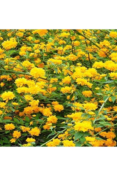 fidanistanbul Sarı Kanarya Gülü Kerria japonica Plenifiora 120 cm Saksıda