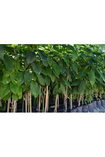Biyotekfide Biyoteknoloji Aşılı Tüplü Fuerte Avokado 2 Yaş Boy (100-150) Cm