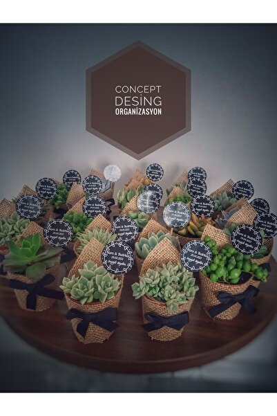 Söz Concept Desing Tasarım Nişan Nikah Sünnet Doğum Günü Hediyelik Sukulent H...